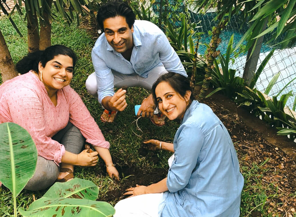 tree plantation